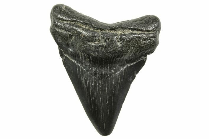 Juvenile Megalodon Tooth - South Carolina #375965